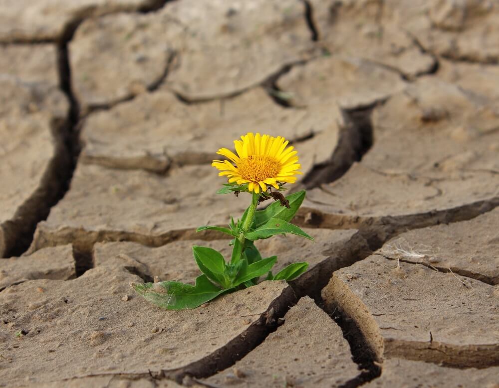 Flower in the desert