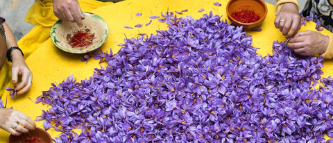 Saffron being hand-harvested from crocus flowers