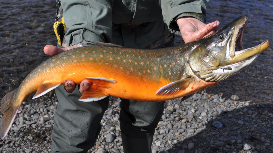 Maine arctic char waters