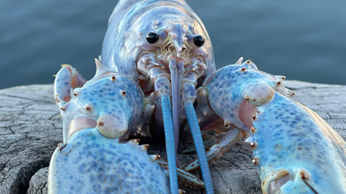 The Rare Cotton Candy Lobster – Get Maine Lobster