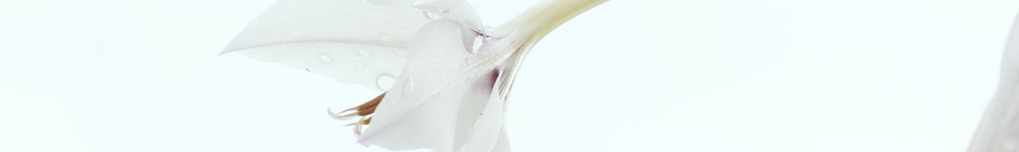 Vaginal Infections white flower on white background