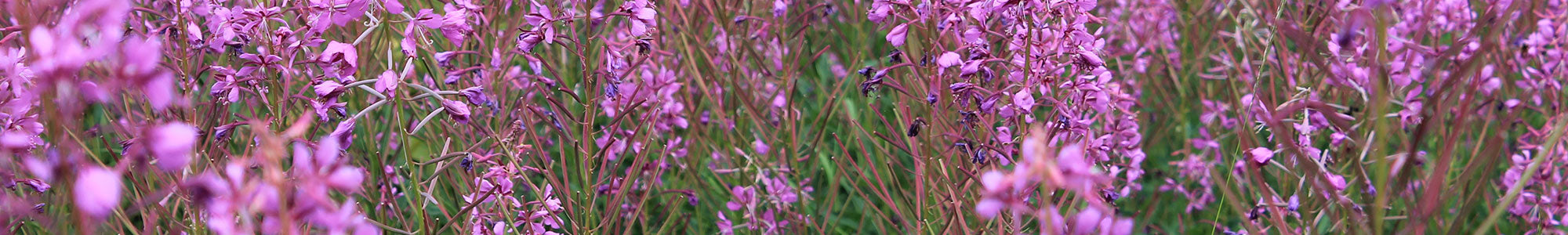 Menopause depicted by field of purple flowers