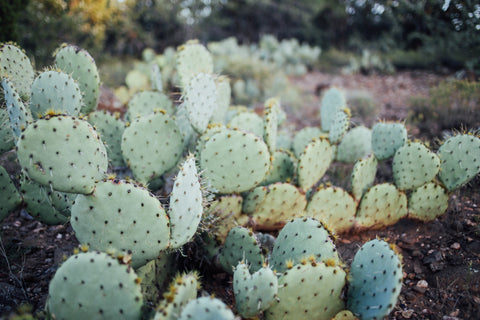 Spiky cacti in the desert