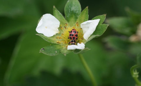 flower with ladybug in it