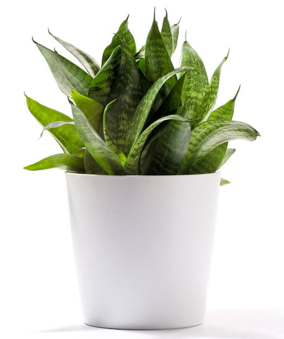 Snake Plant in a White Planter