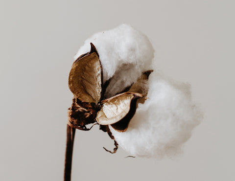 Organic cotton plant stalk 