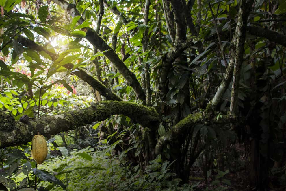 Pure Nacional cacao tree in Piedra de Plata, verified by DNA analysis.