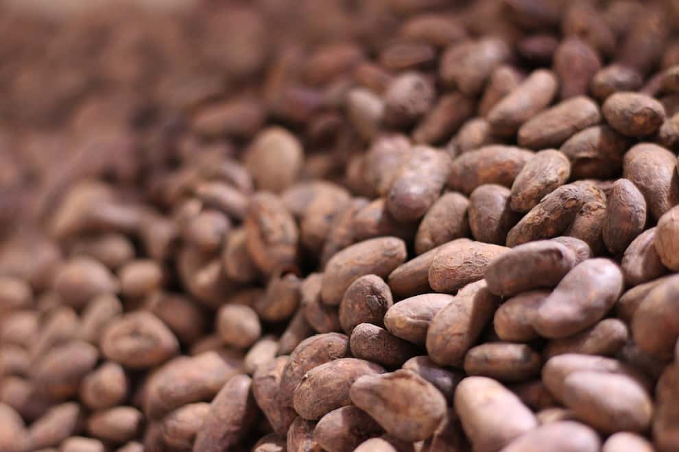Dry Cacao beans