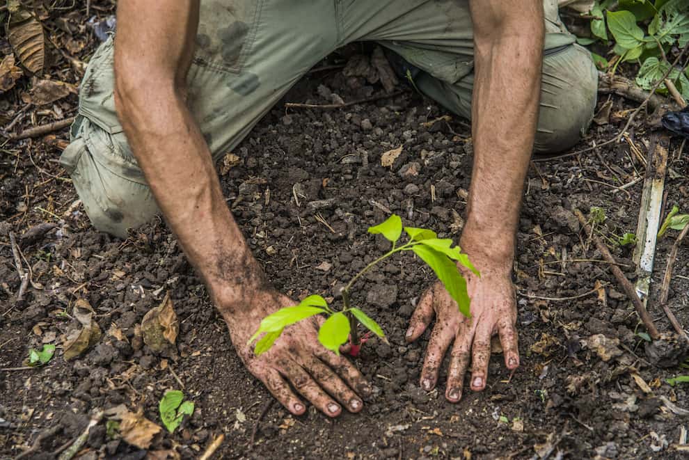 Pure Nacional Cacao