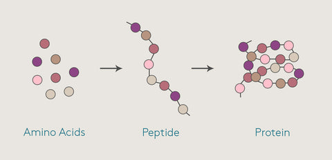 peptides, amino acids, types of peptides, skincare 