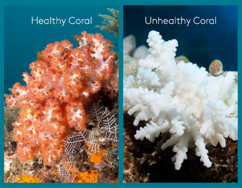 corals, coral bleeching, reef-safe sunscreen