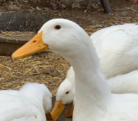 pair of white ducks spiking the camera