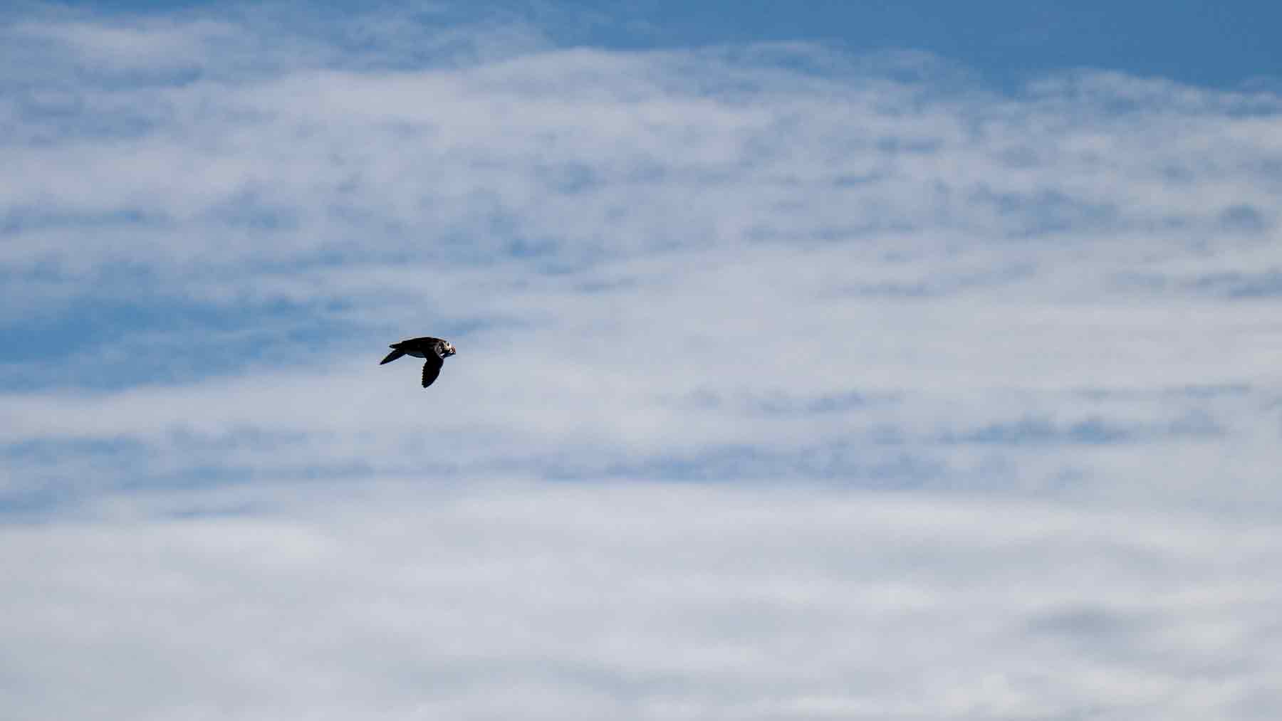 Puffin flying with a background of white clouds near Small Fogo Island