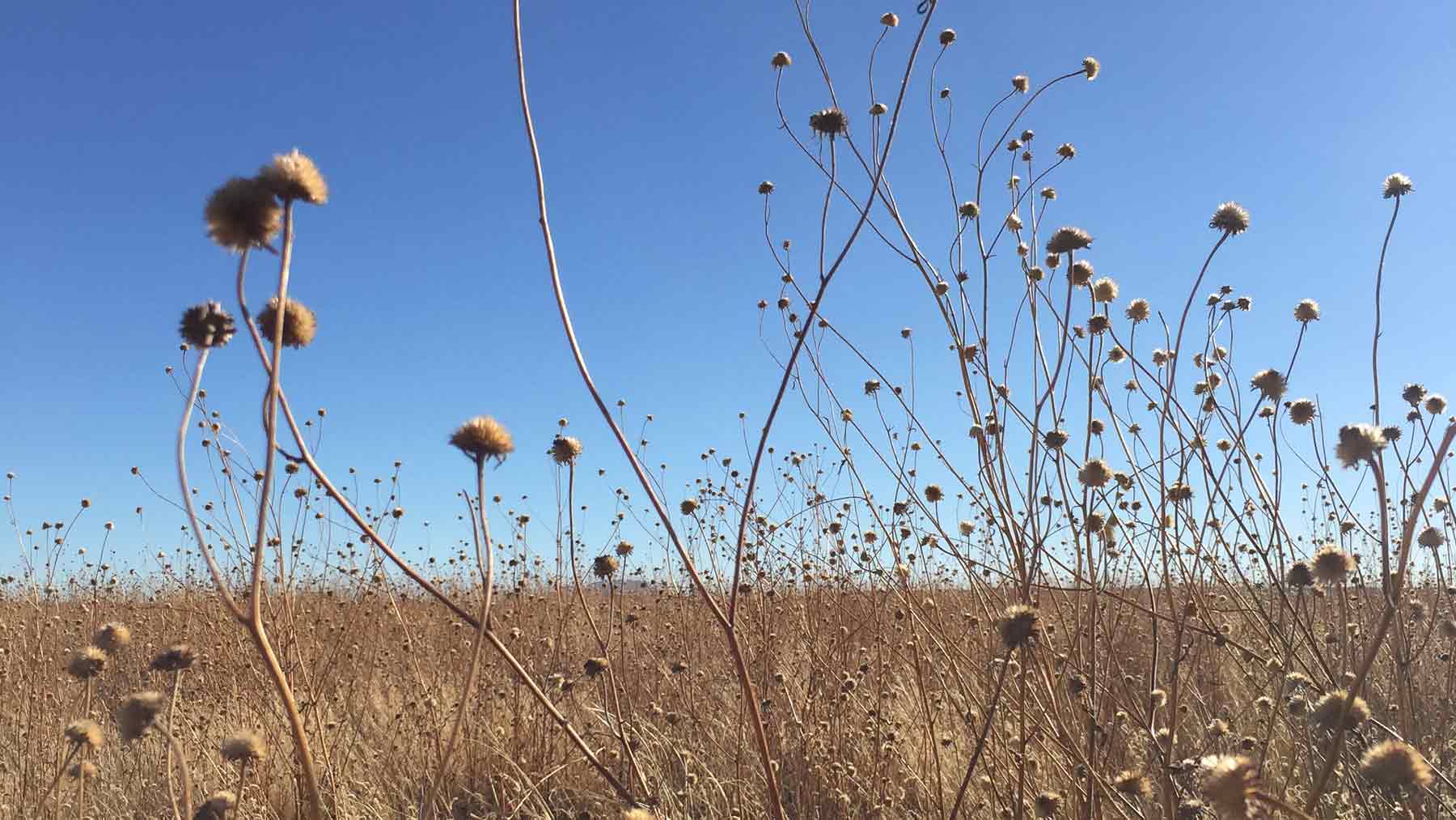 Dry grassland and seed pods in New Mexico