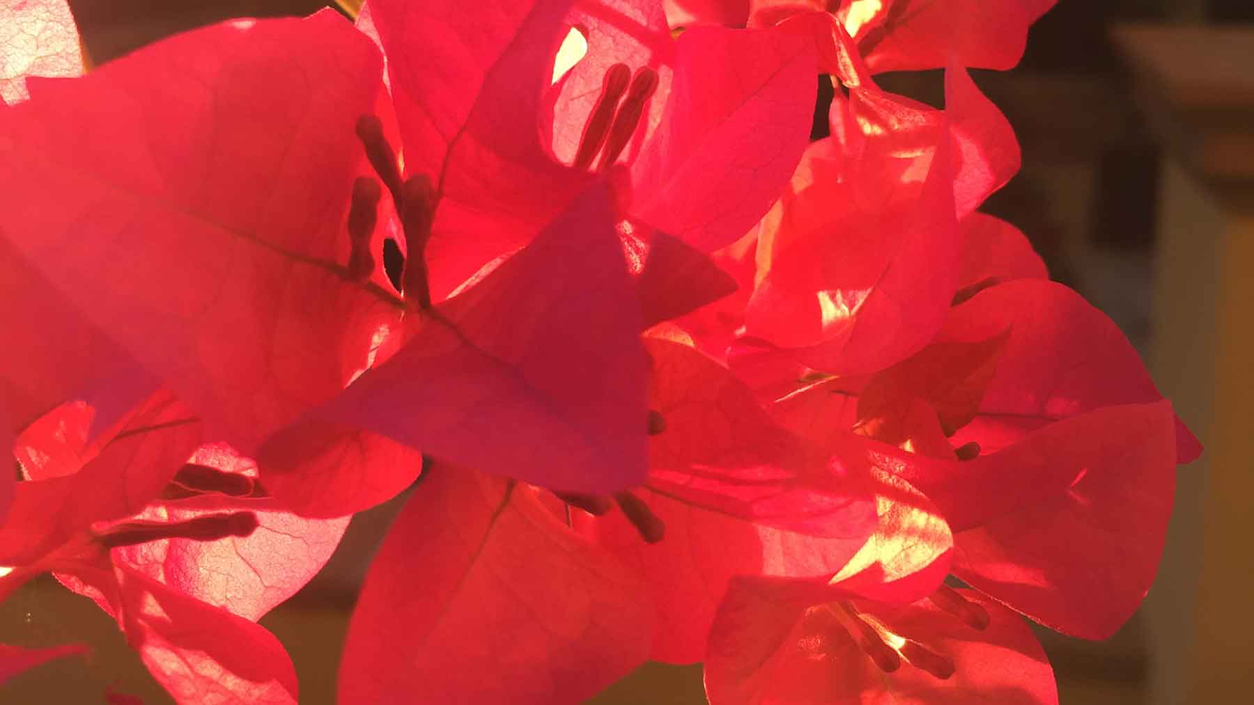 Bright pink bougainvillea at the Bespoke Inn Scottsdale