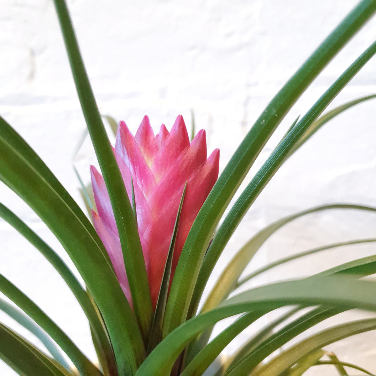 Wallisia Cyanea Pink Quill Bromeliad | Indoor Plants– Plantsmith