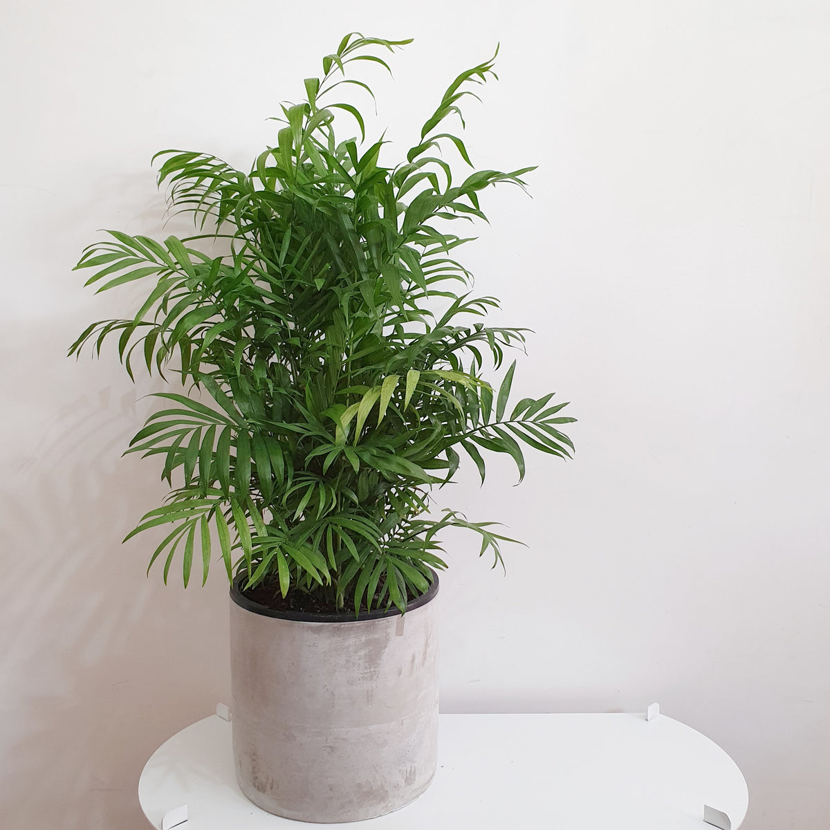 25cm Indoor Plant Pot