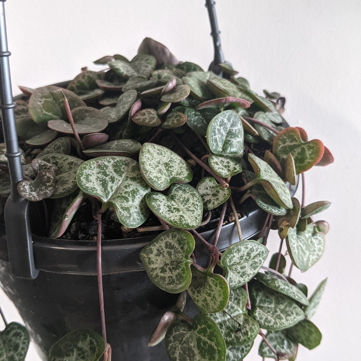Ceropegia woodii (Chain of Hearts) 15cm Plantsmith Indoor Plants