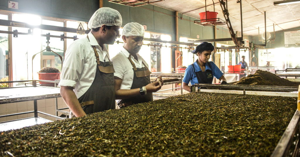 Lumbini tea quality control process