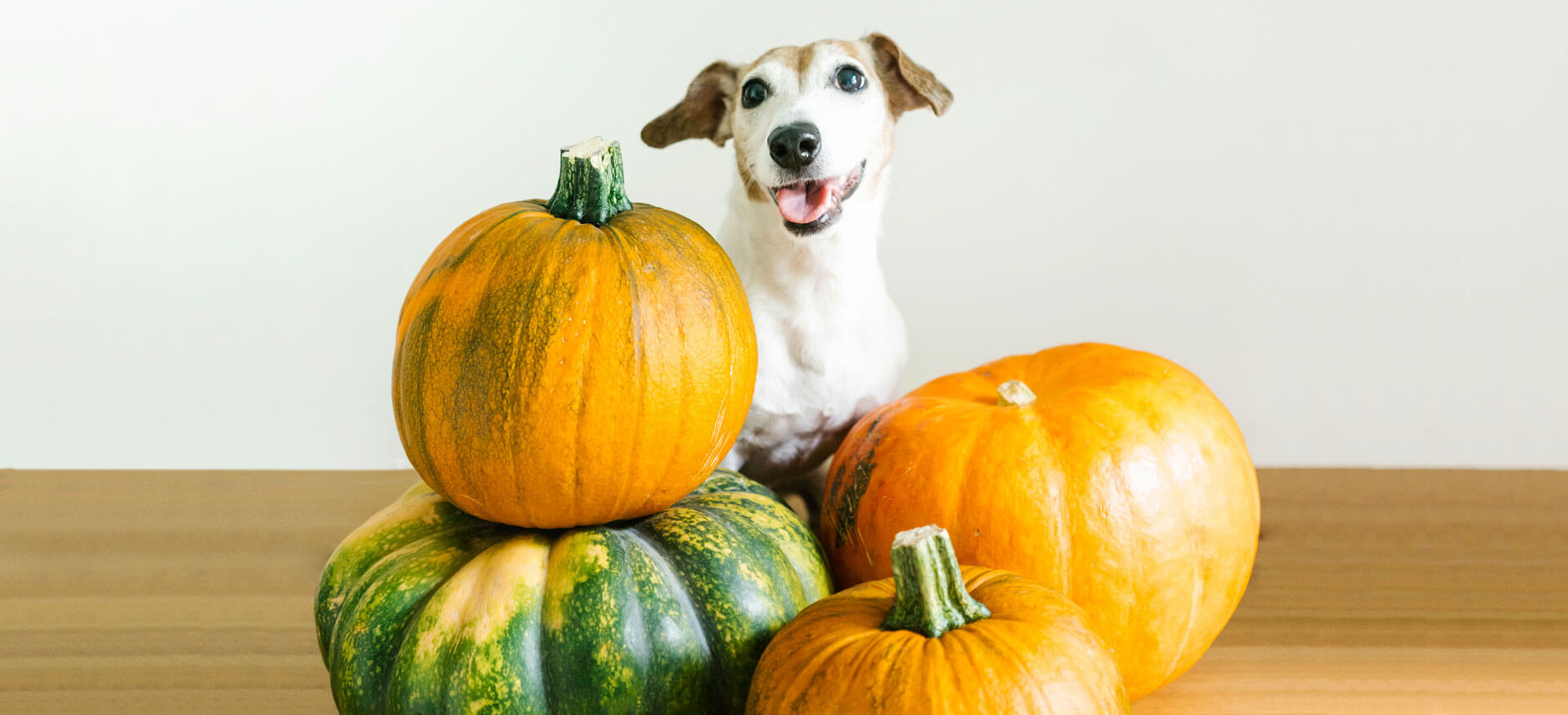 how much pumpkin puree to give a dog