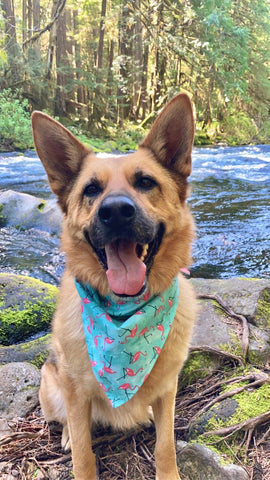 dog sitting by river