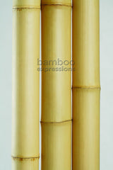  - bamboo2_medium