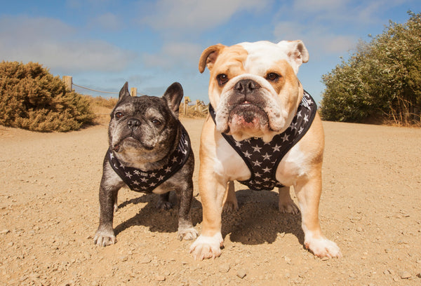 One black French bulldog in harness next to an English bulldog in a harness.
