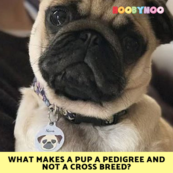 what does pedigree mean for a dog