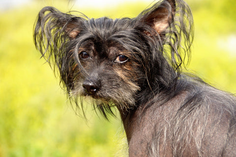 Top 10 Hypoallergenic Dog Breeds