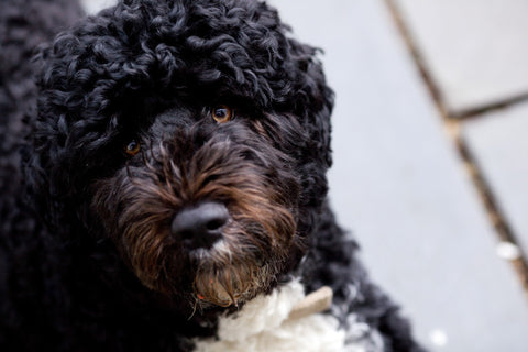 Top 10 Hypoallergenic Dog Breeds