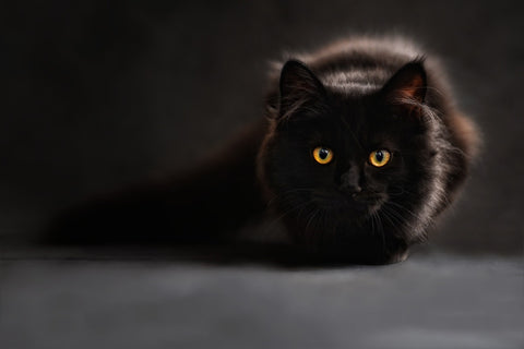 black cat sitting in the dark 