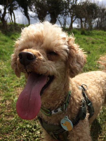 happy tongue out poodle with hoobynoo poodle tag