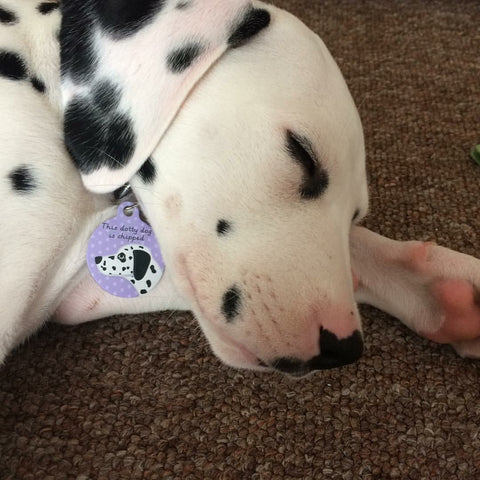 Sleeping Dalmation with Hoobynoo Pet tag