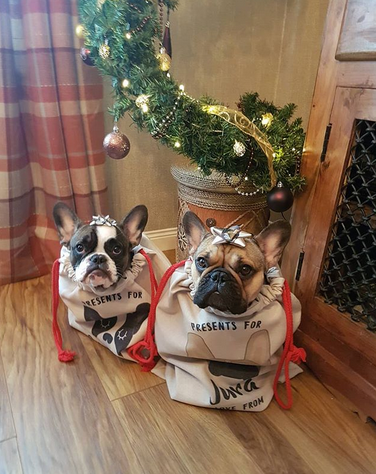Two Frenchies Sitting in Hoobynoo Christmas Sacks under a tree