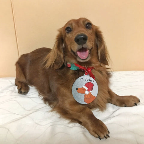 dachshund wearing a christmas decoration as a hoobynoo pet tag