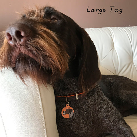 droppy wire haired pointer wearing hoobynoo pet tag