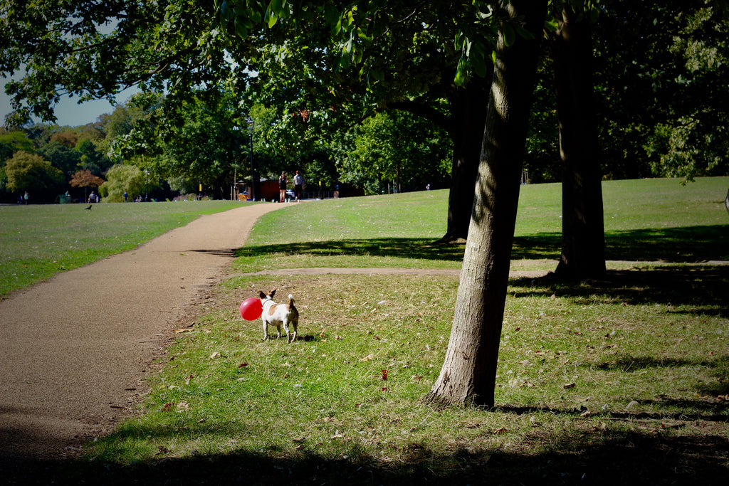 FRAHm jacket explore life dog red balloon hyde park blog