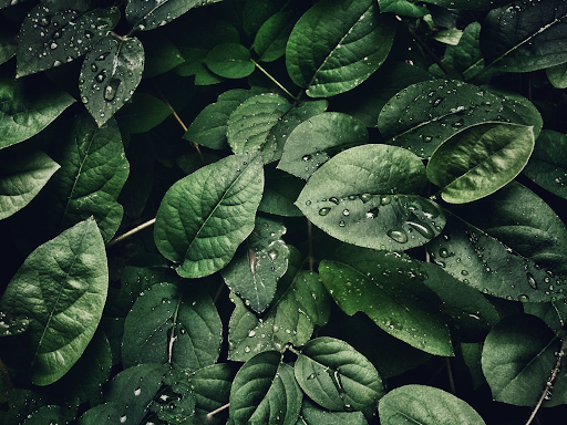 close up image of water drops on leaves