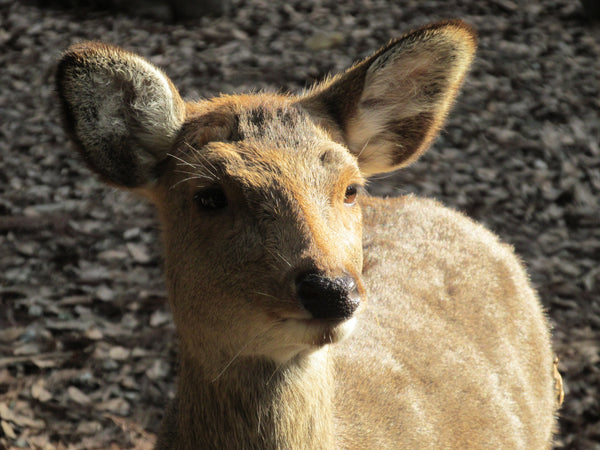  Shika Deer in Nara Park