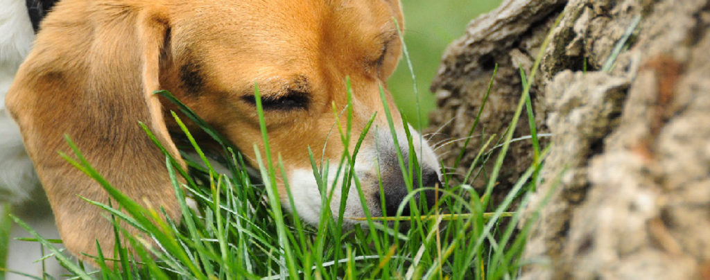 Why Dogs Eat Grass Causes Prevention When To Worry