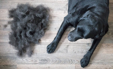 dog_shedding