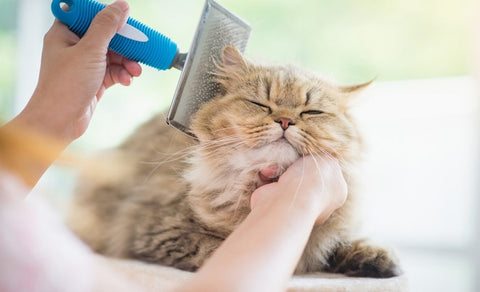 cat_grooming
