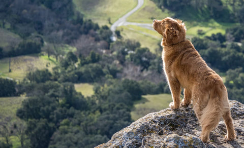 dog_hikes