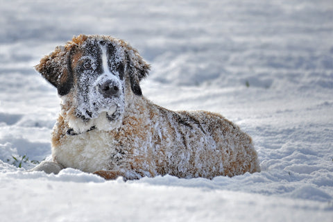 dog_covered_in_snow