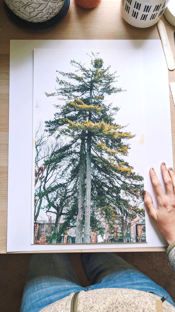 The reference picture of the trees