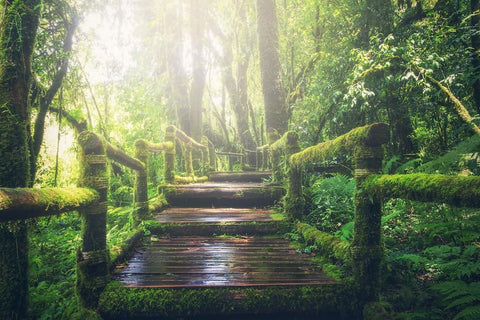 Packing For The Hoh Rainforest