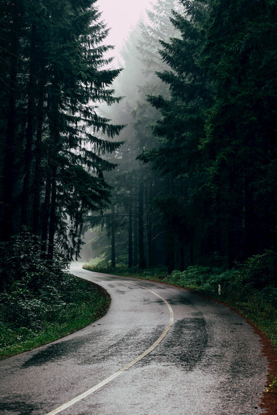 A wet winding country road through a foggy forest.