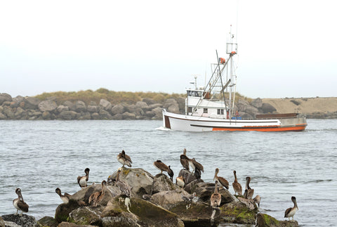 A shot of a large group of birds sitting on a rock in Yaquina Bay with a commercial fishing boat in the background.