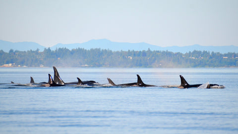 A pod of San Juan Island orcas swim in the ocean.