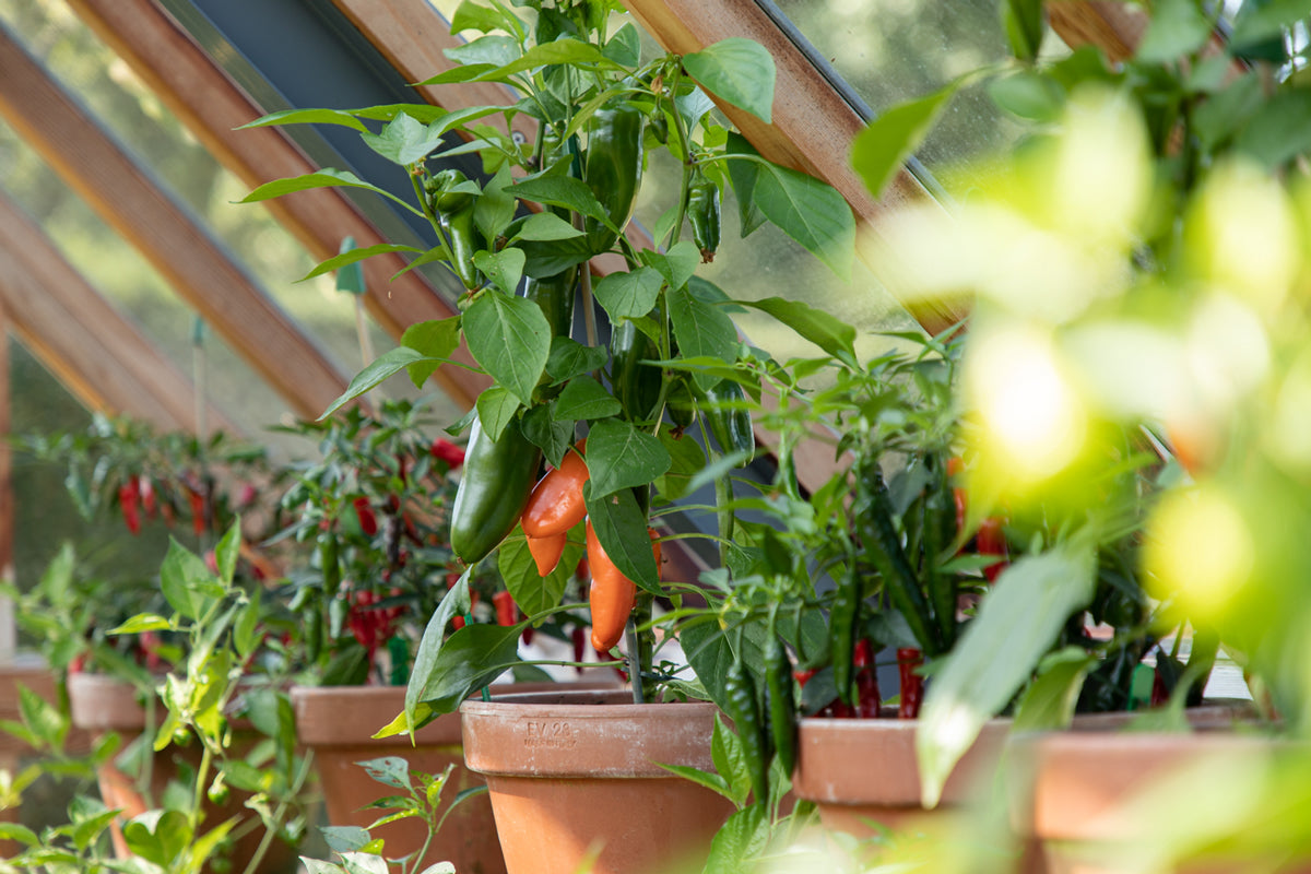 Gabriel Ash Greenhouses - August in the Greenhouse and Garden